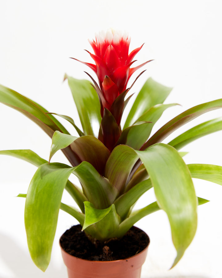 'Francesca' Guzmania Bromeliad, Lively Root, Plant, , , , 