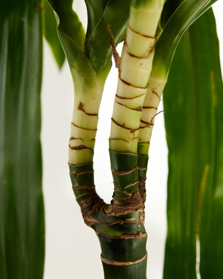 Cane Massangeana Dragon Plant (Dracaena)