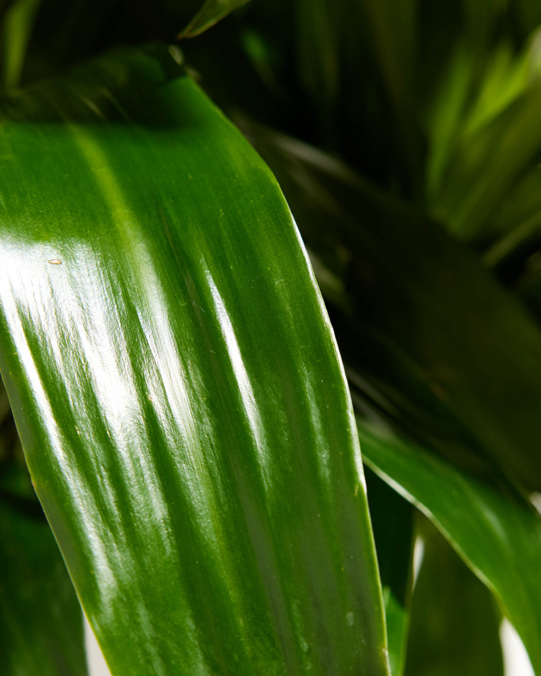 Cane Massangeana Dragon Plant (Dracaena)