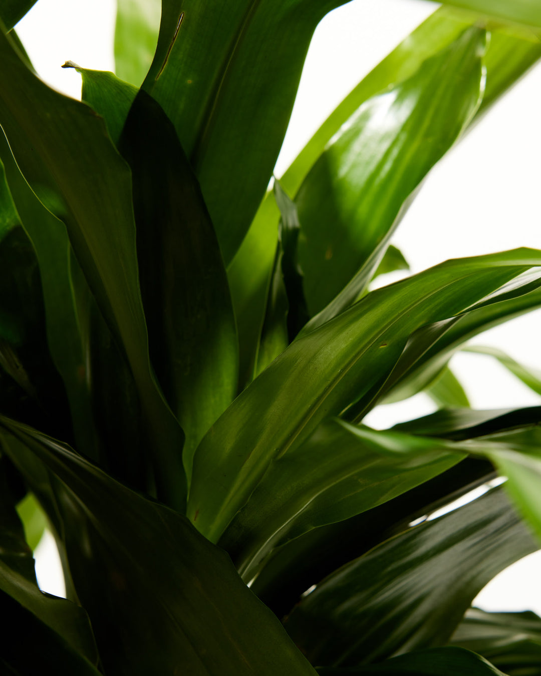Cane Massangeana Dragon Plant (Dracaena)