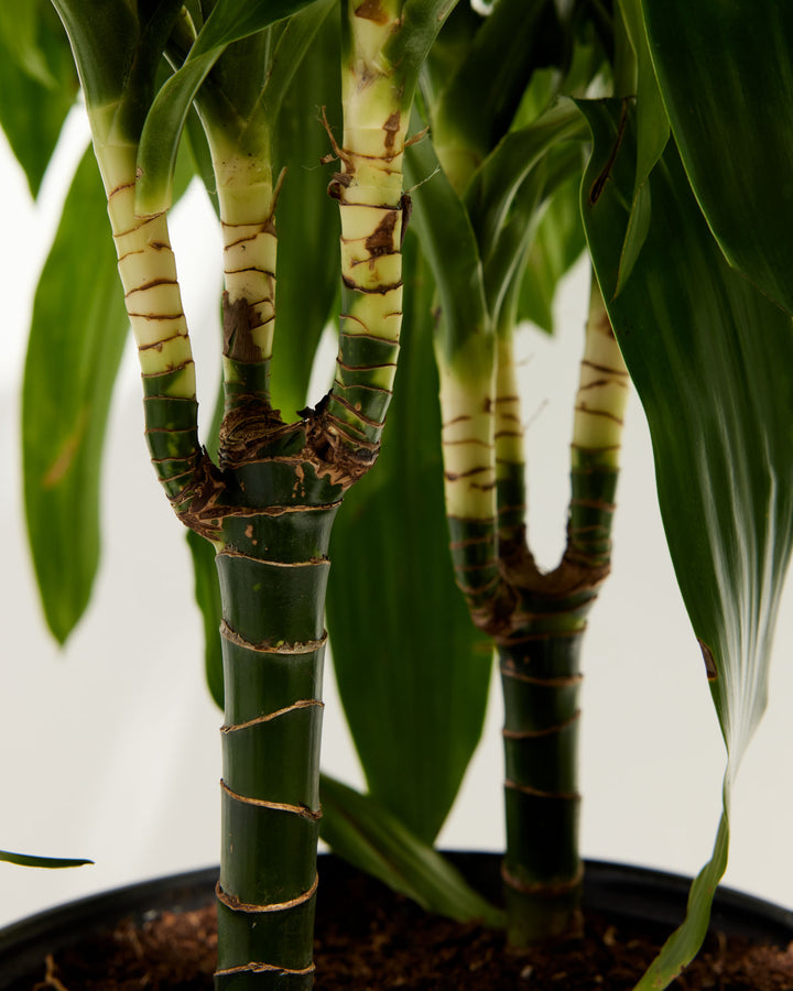 Cane Massangeana Dragon Plant (Dracaena)