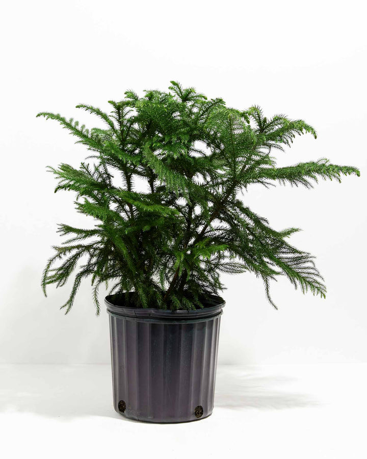 10-inch Norfolk Island Pine (Araucaria heterophylla) in a large black grower pot, featuring a full bushy silhouette with wide-spreading layered branches of soft dark green needles against a white studio background