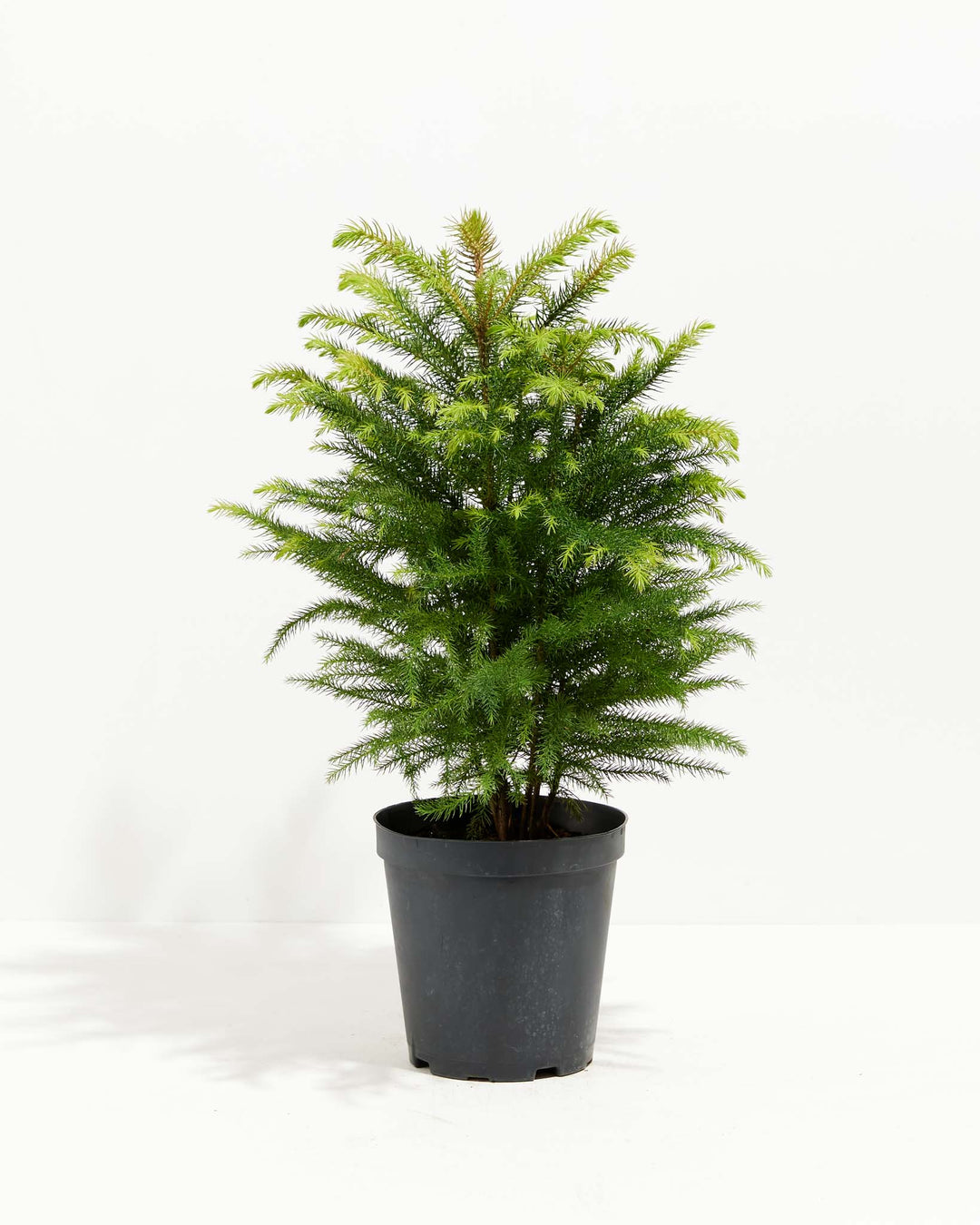 1-gallon Norfolk Island Pine (Araucaria heterophylla) in a black grower pot, displaying a full conical silhouette with layered soft green needle branches and bright lime green new growth at the crown