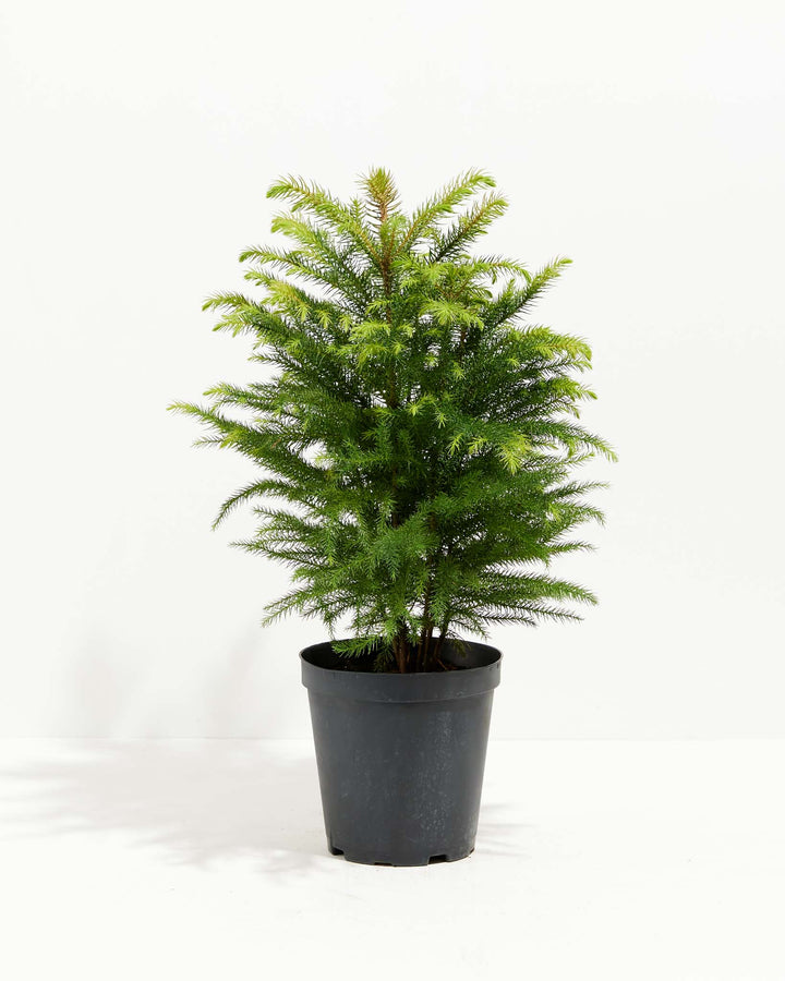 1-gallon Norfolk Island Pine (Araucaria heterophylla) in a black grower pot, displaying a full conical silhouette with layered soft green needle branches and bright lime green new growth at the crown