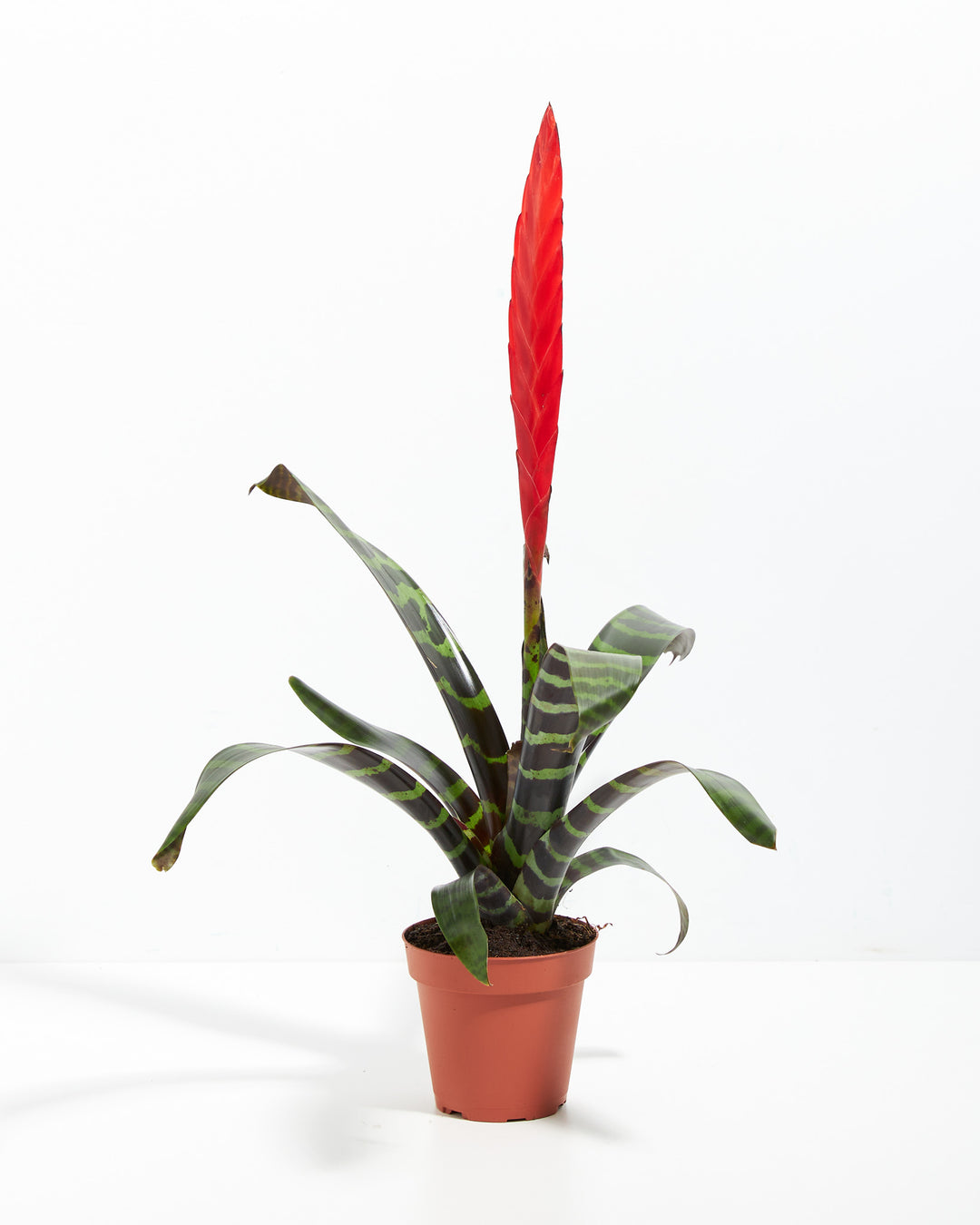 Vriesea Bromeliad