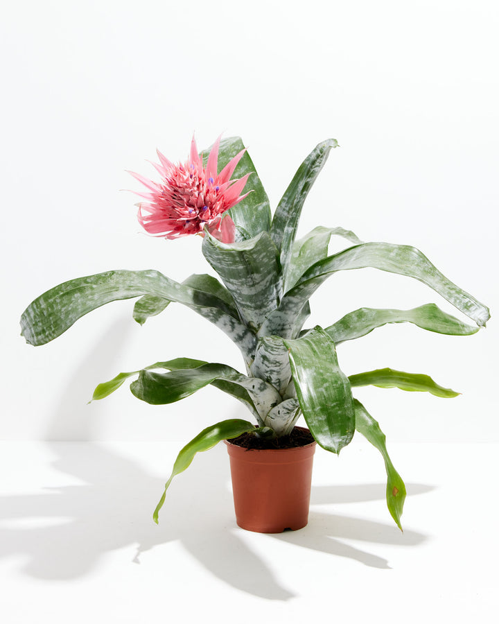 A Pink Aechmea Bromeliad houseplant with broad, arching green leaves featuring silver-white variegation and a large, spiky pink inflorescence, potted in a simple terracotta-colored plastic grower pot against a solid white studio background.