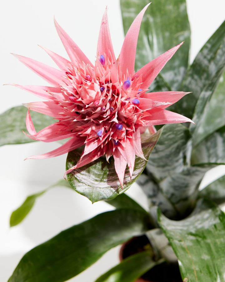 A detailed top-down studio shot of a Pink Aechmea Bromeliad, showcasing the intricate texture of its spiky pink flower bract speckled with tiny purple blooms, nestled within a rosette of broad green leaves with silver variegation against a white background.