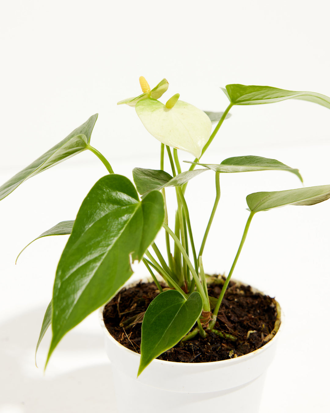 The White Anthurium's full rosette of leaves and central flower stalk are visible in this detailed close-up.