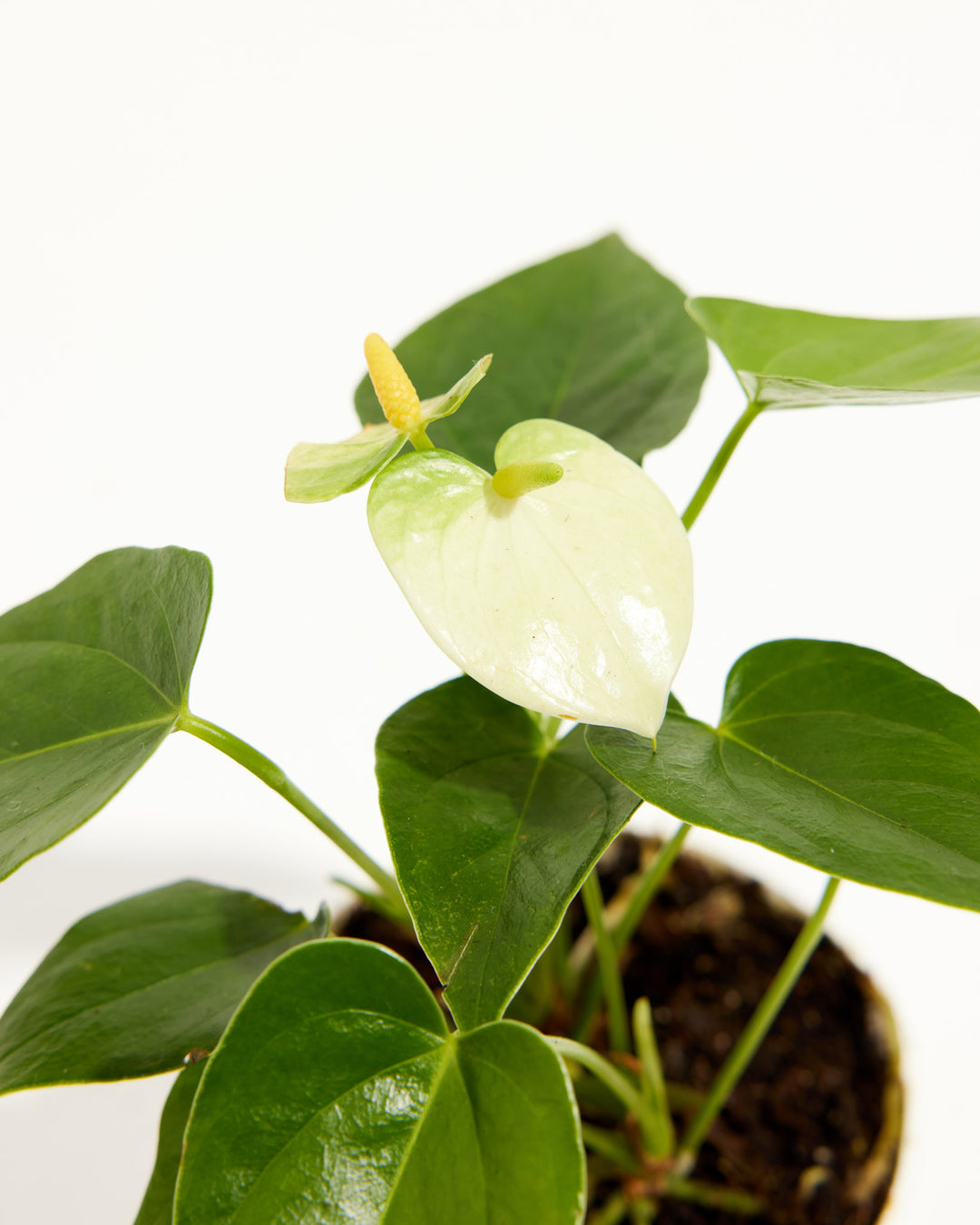 This macro shot of the White Anthurium flower shows the glossy spathe's subtle color gradient from pale green to white.