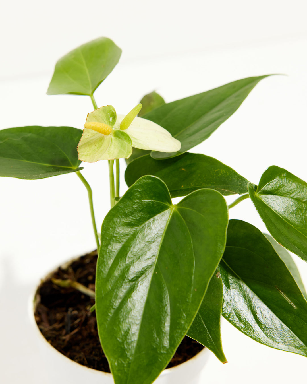 A closer look at the White Anthurium captures its smooth leaf texture and emerging chartreuse-to-white bloom.