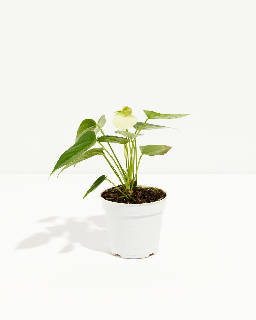 Compact and blooming, this White Anthurium is pictured in its standard grower pot with a single creamy flower.