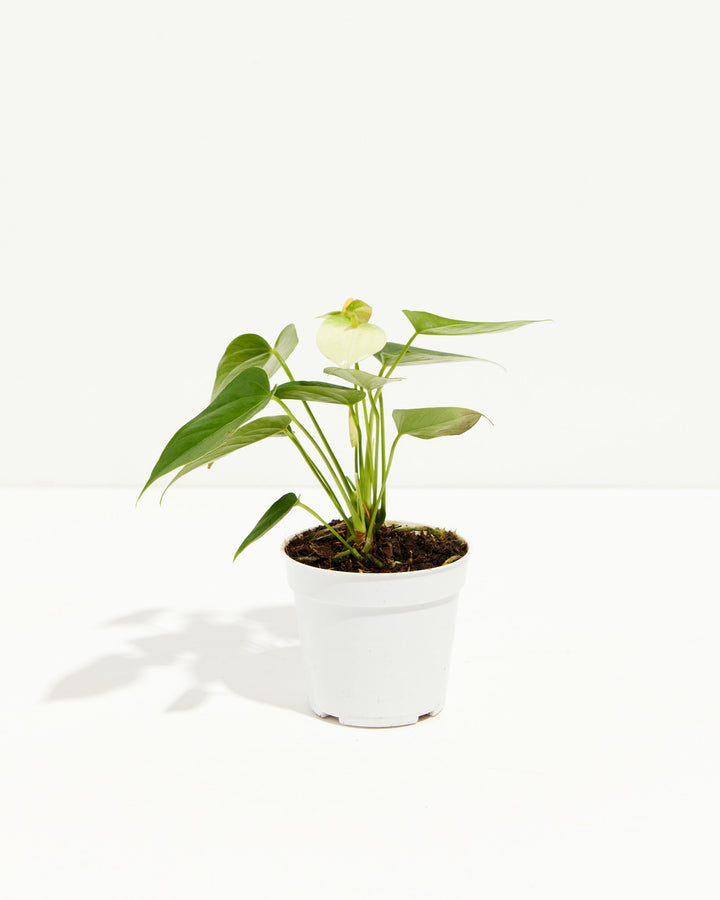 Compact and blooming, this White Anthurium is pictured in its standard grower pot with a single creamy flower.