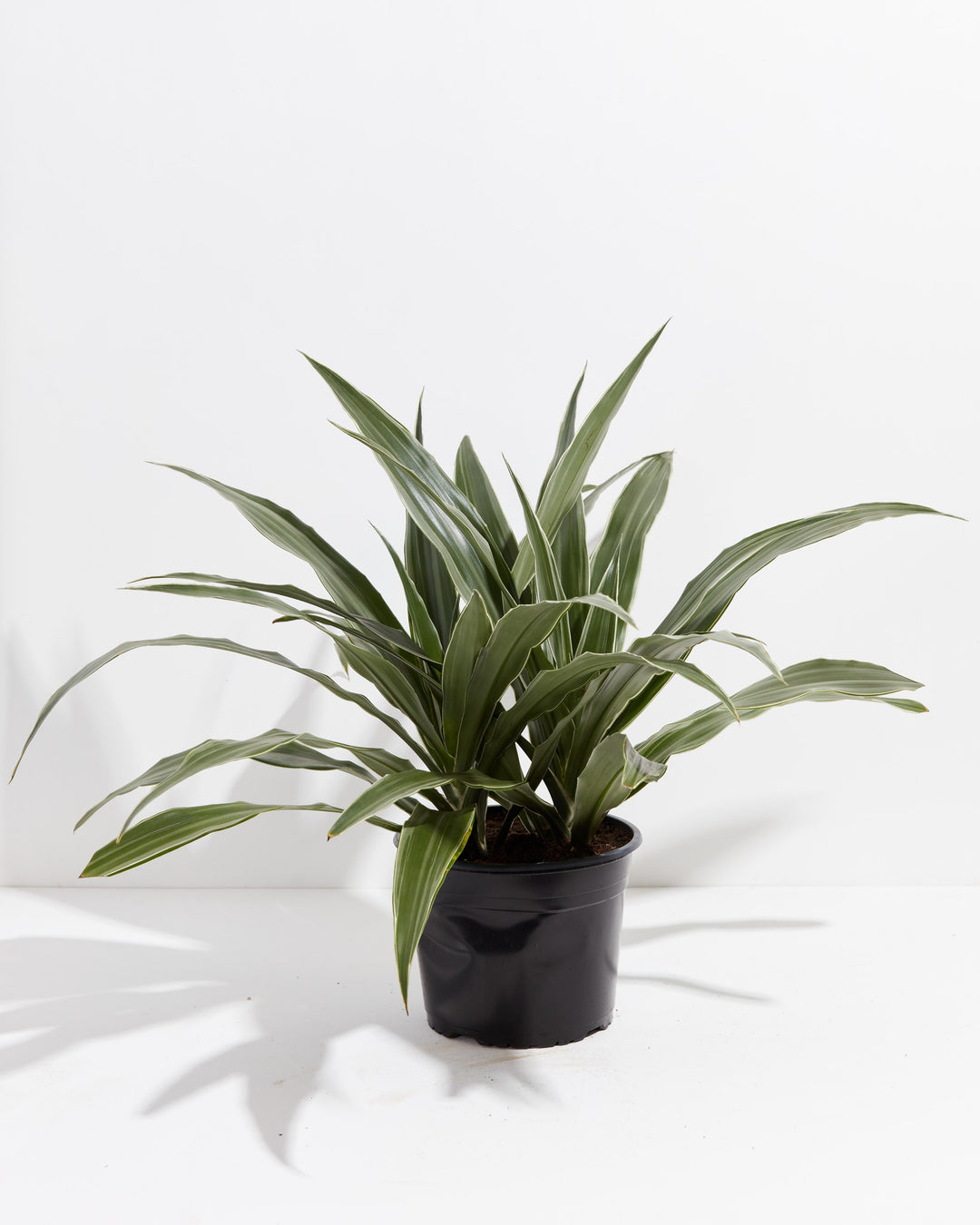 8-inch White Striped Dragon Tree in black plastic grower pot showing full, architectural rosette form with striking green and white variegated leaves; statement accent plant.