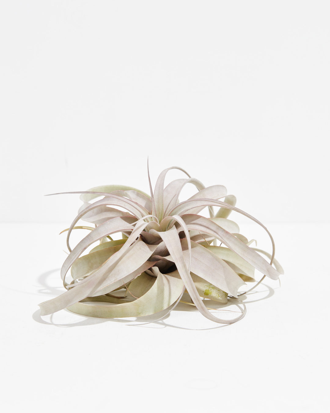 Tillandsia Xerographica Air Plant, Lively Root, Plant, , , , 