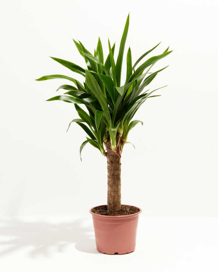 Yucca Cane plant in a 6-inch terracotta grower pot with tall woody cane trunk and dense spiky green foliage against a white background