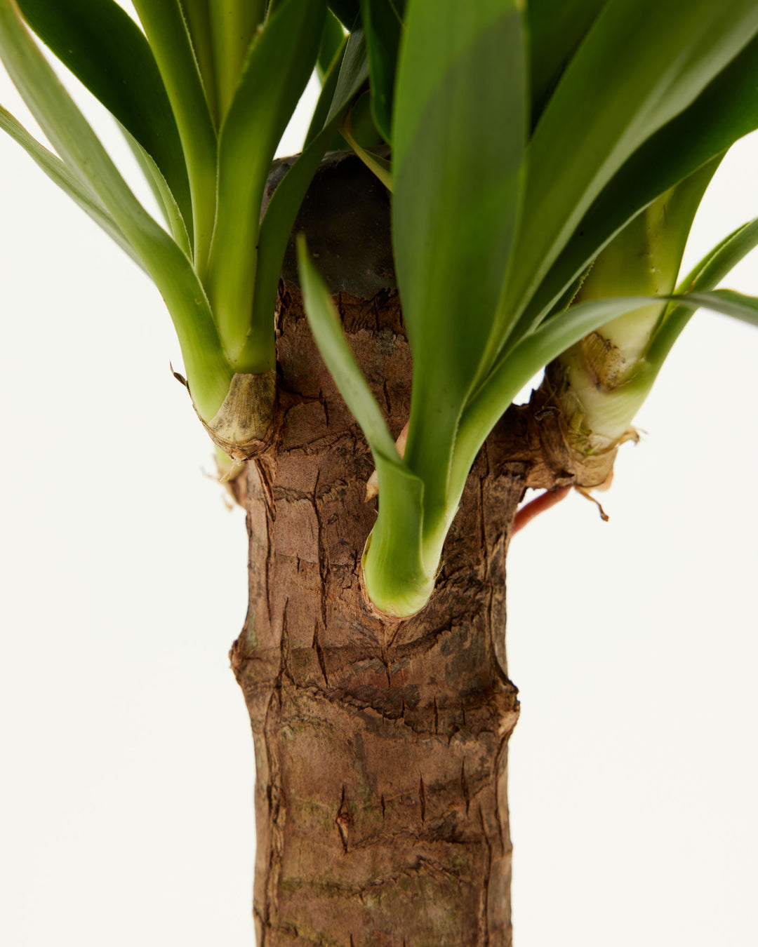 Close-up of Yucca Cane trunk showing rough textured bark with green leaf shoots emerging at the crown against a white background