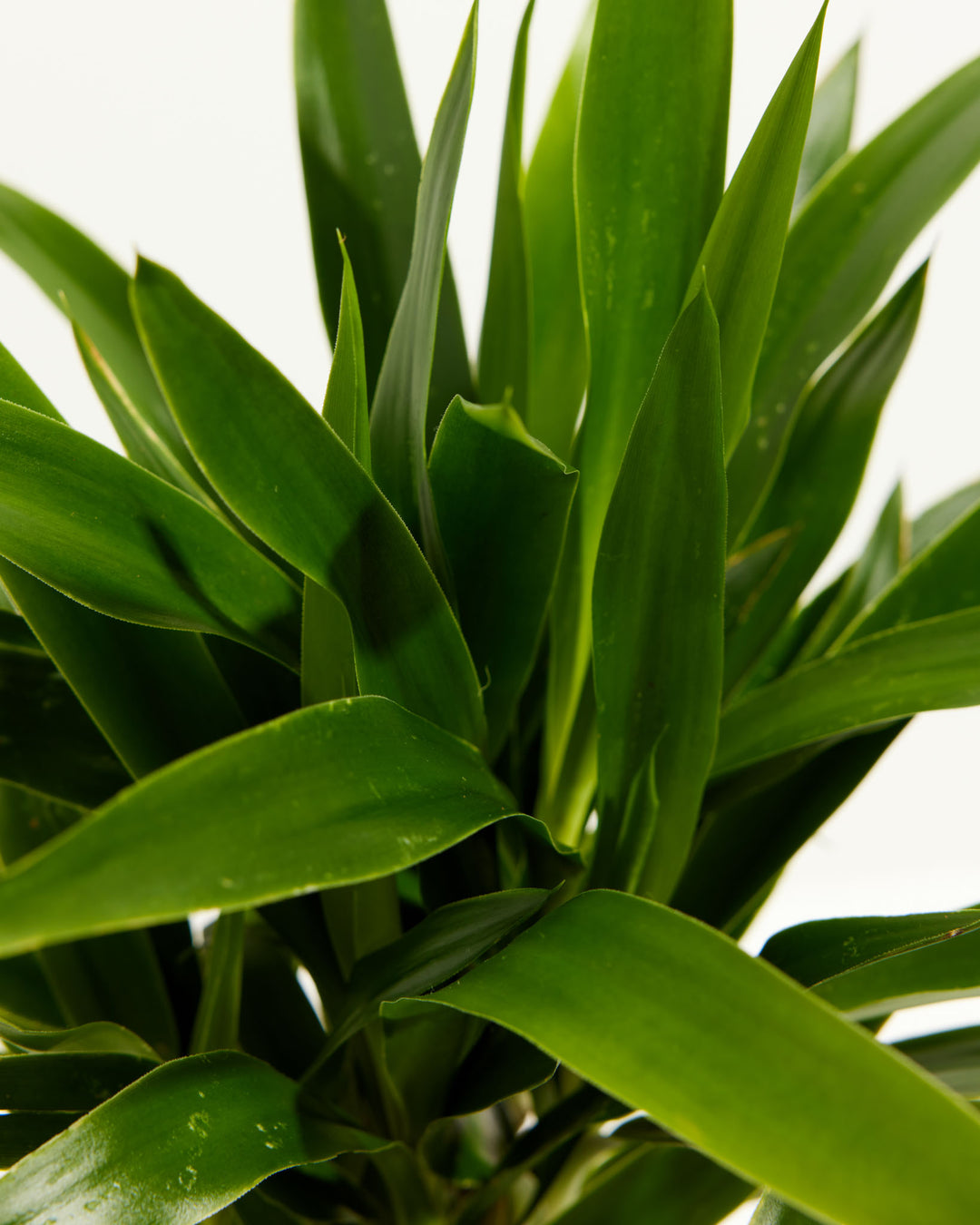 Close-up of Yucca Cane showing dense upright spiky dark green leaves fanning outward against a white background
