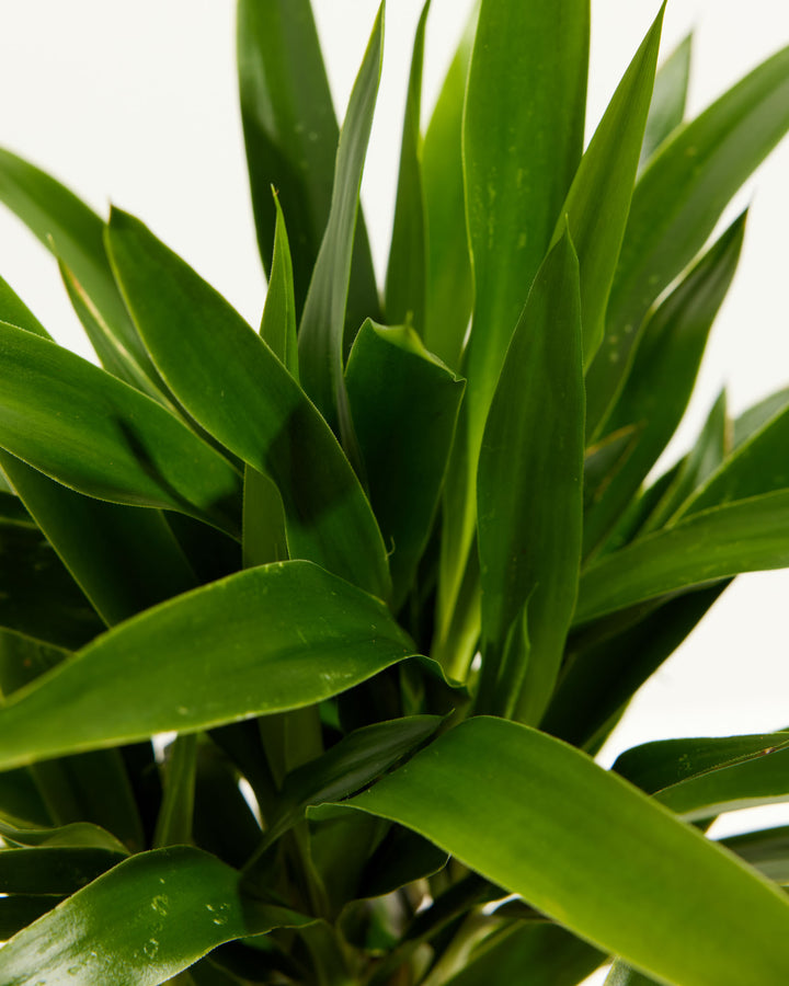 Close-up of Yucca Cane showing dense upright spiky dark green leaves fanning outward against a white background