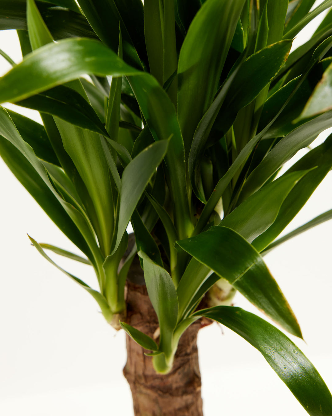 Close-up of Yucca Cane crown showing dense cluster of long narrow green leaves emerging from a woody trunk against a white background