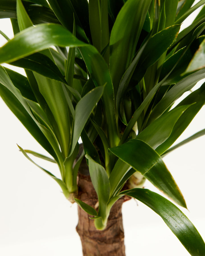 Close-up of Yucca Cane crown showing dense cluster of long narrow green leaves emerging from a woody trunk against a white background