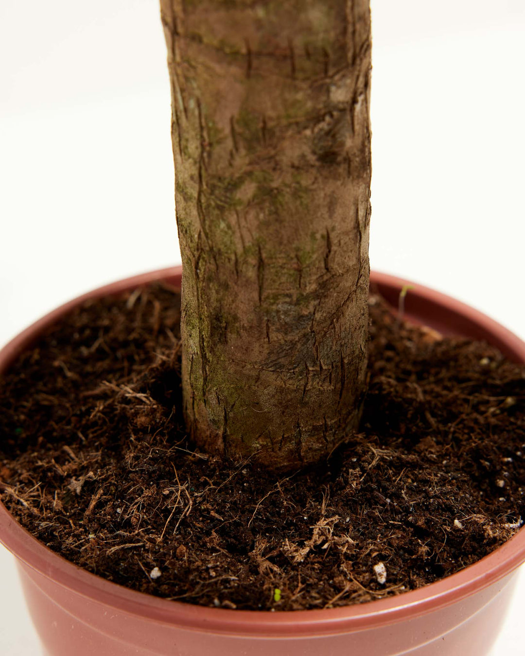 Close-up of Yucca Cane base showing textured woody trunk and dark rich soil in a terracotta grower pot against a white background