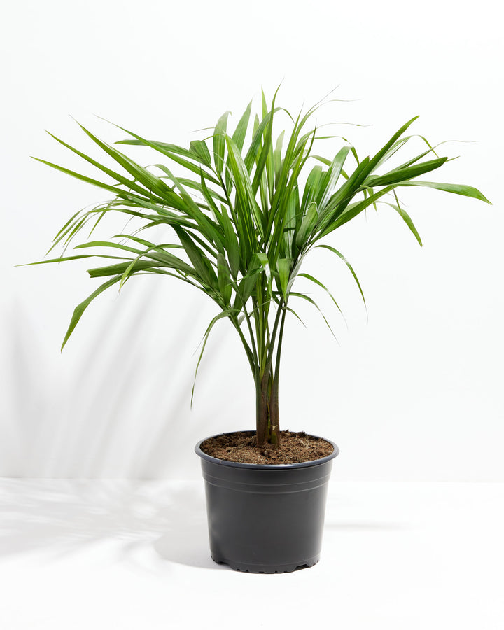 Majesty Palm