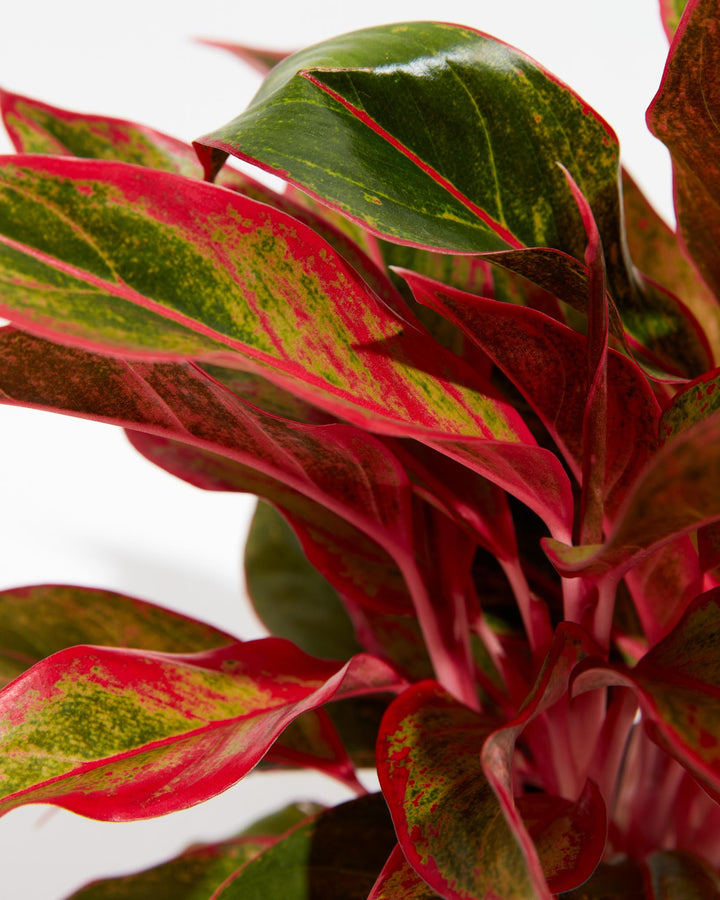 Aglaonema Red Valentine, Lively Root, Plant, , , , 