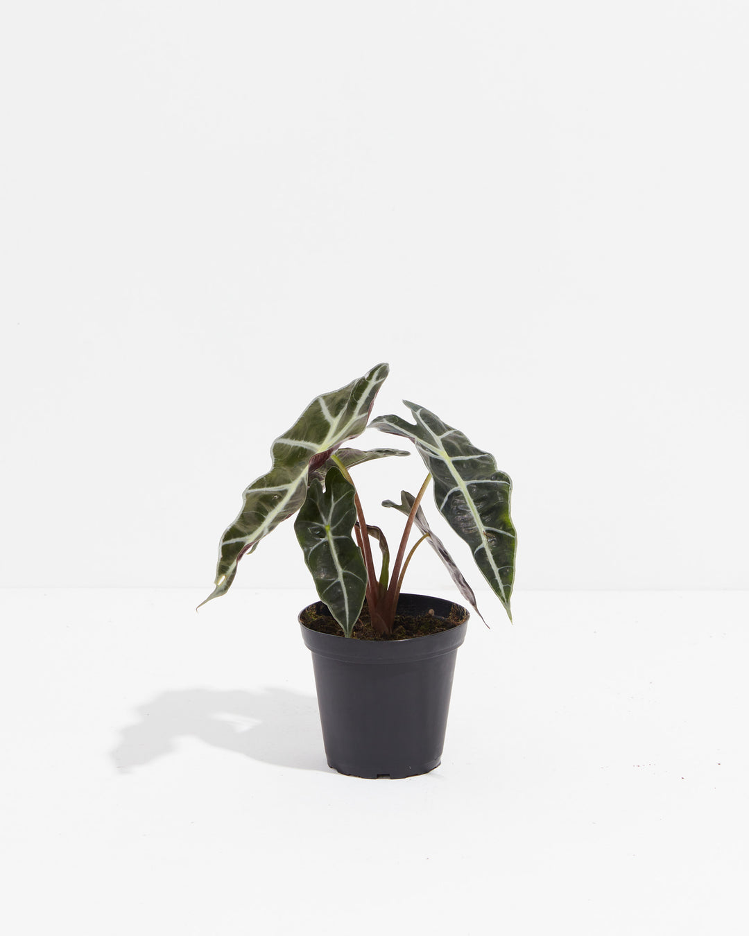Vibrant Alocasia Polly in 4-inch black plastic nursery pot with multiple mature leaves showing rich green coloring, white vein patterns, and burgundy stems.