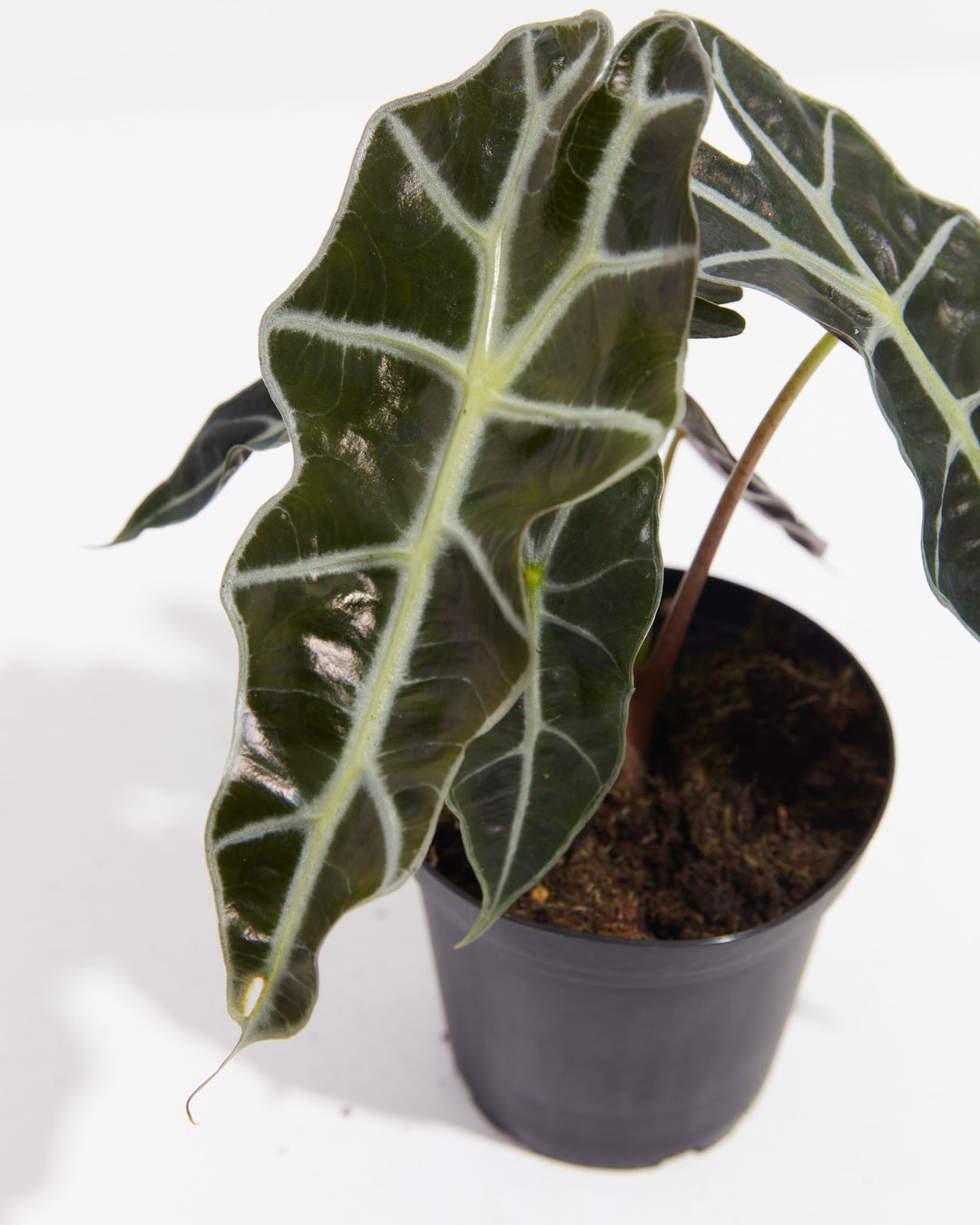 Close-up of Alocasia Polly leaf in black grower pot displaying prominent cream veining, glossy surface, and burgundy-toned petiole attachment.