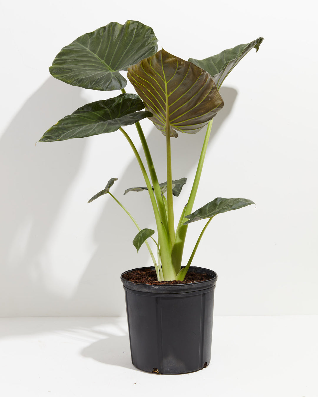 Alocasia Dark Star Elephant Ear, Lively Root, Plant, Size, Extra Large, , 