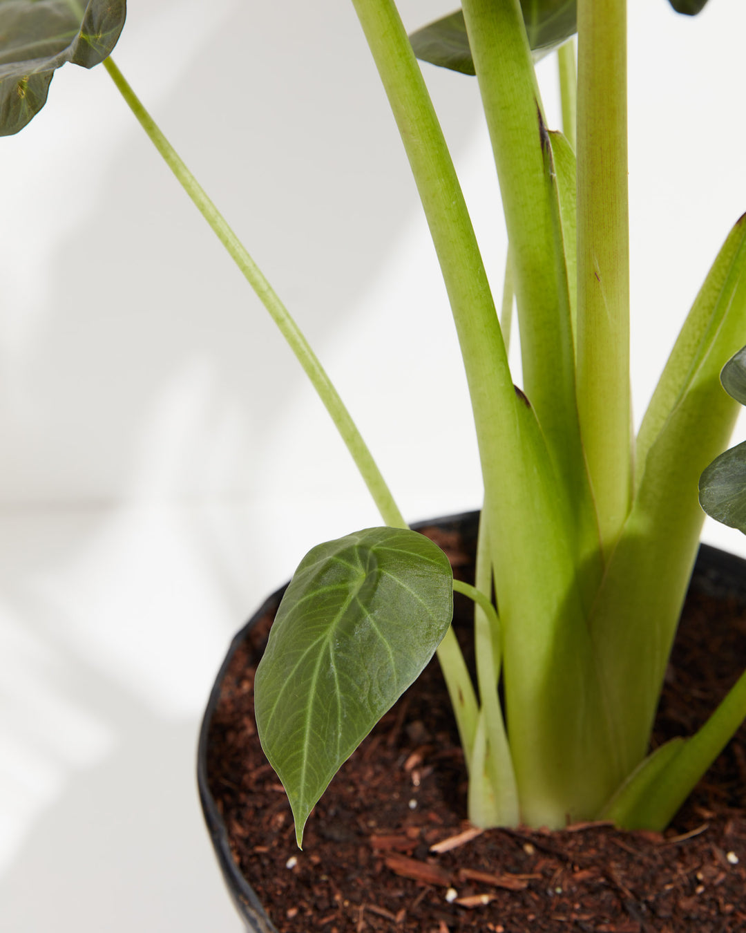 Alocasia Dark Star Elephant Ear, Lively Root, Plant, , , , 