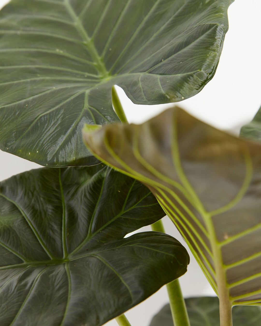 Alocasia Dark Star Elephant Ear, Lively Root, Plant, , , , 