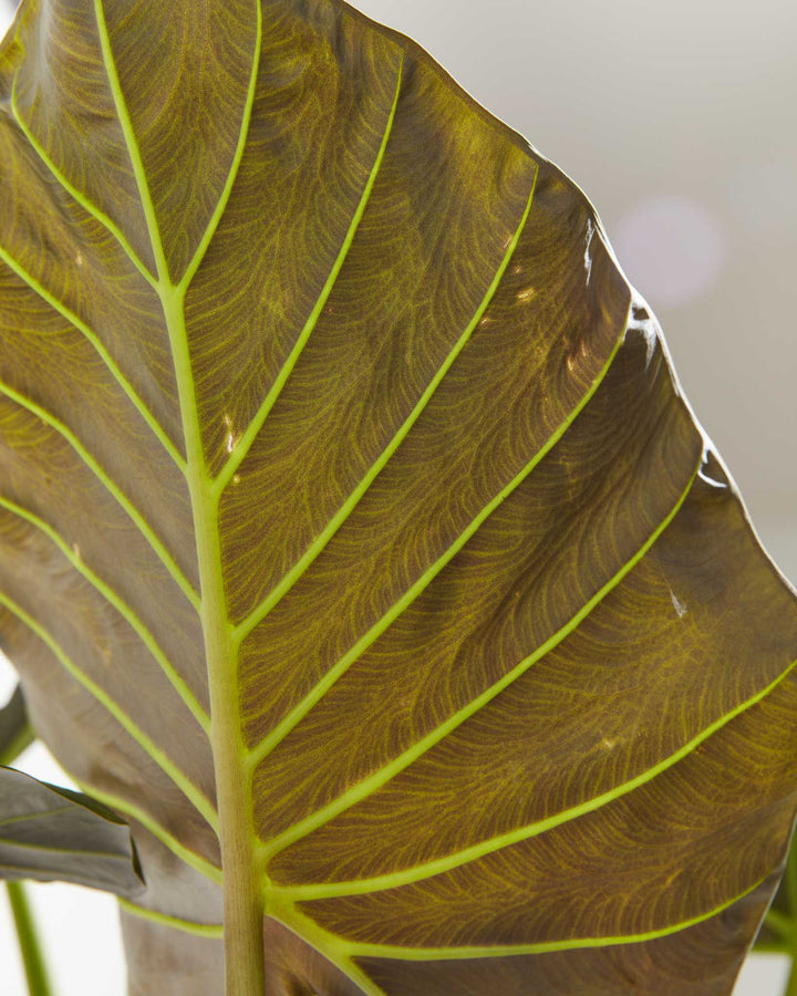 Alocasia Dark Star Elephant Ear, Lively Root, Plant, , , , 