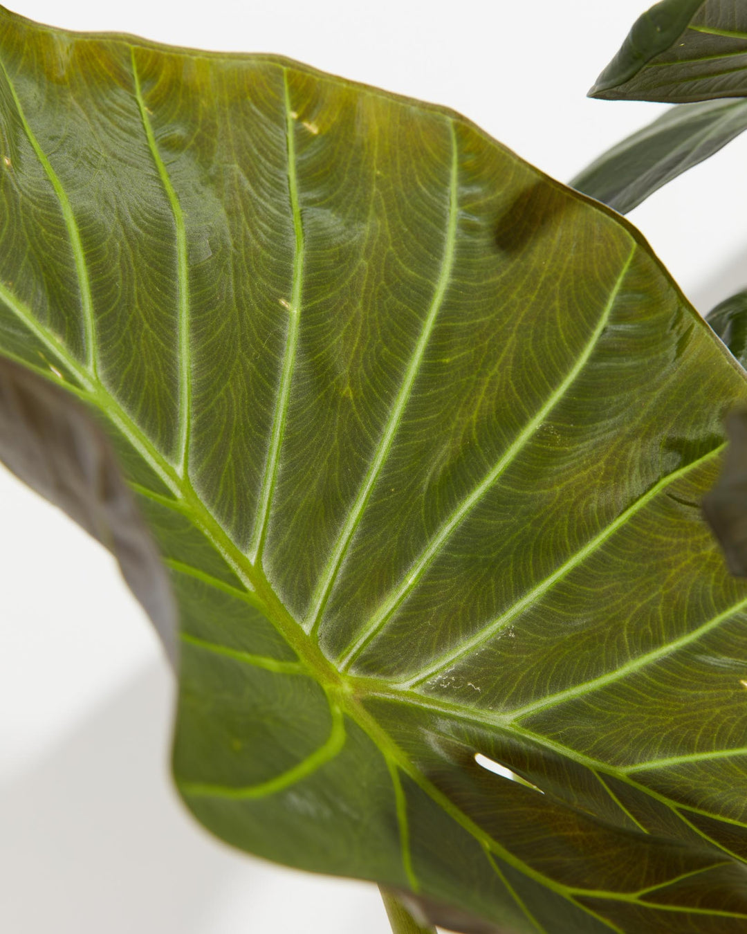 Alocasia Dark Star Elephant Ear, Lively Root, Plant, , , , 