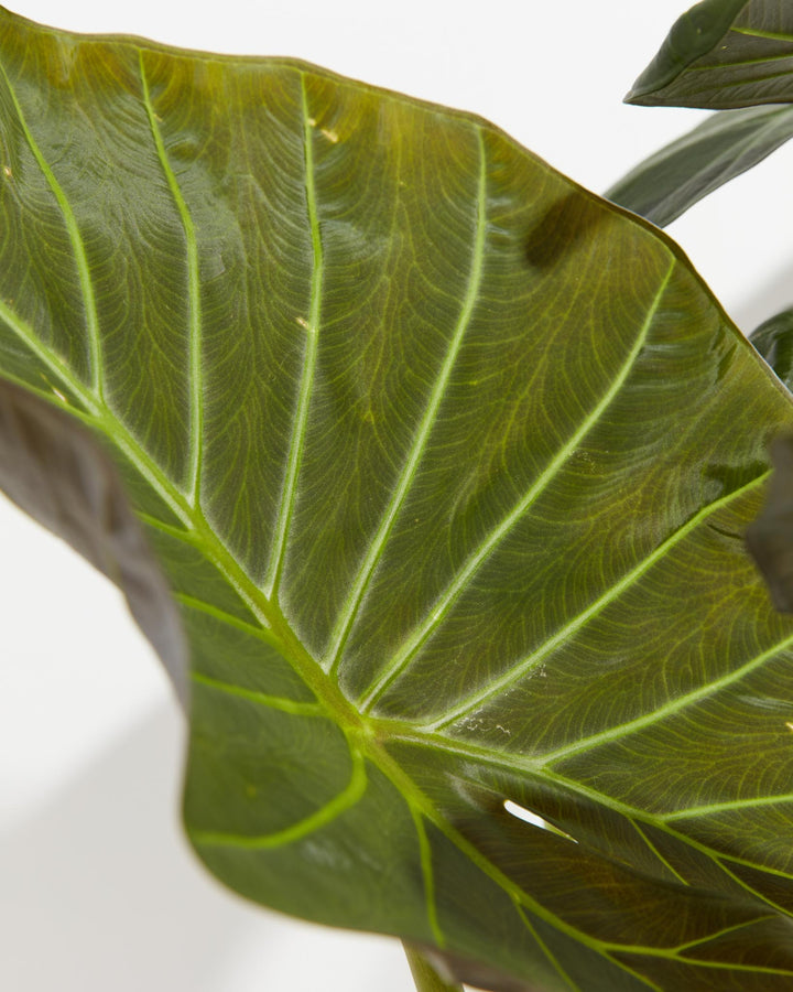 Alocasia Dark Star Elephant Ear, Lively Root, Plant, , , , 