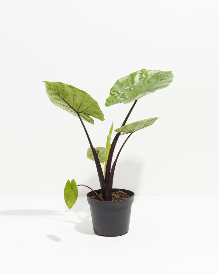 Alocasia Dark Star Elephant Ear, Lively Root, Plant, Size, Medium, , 