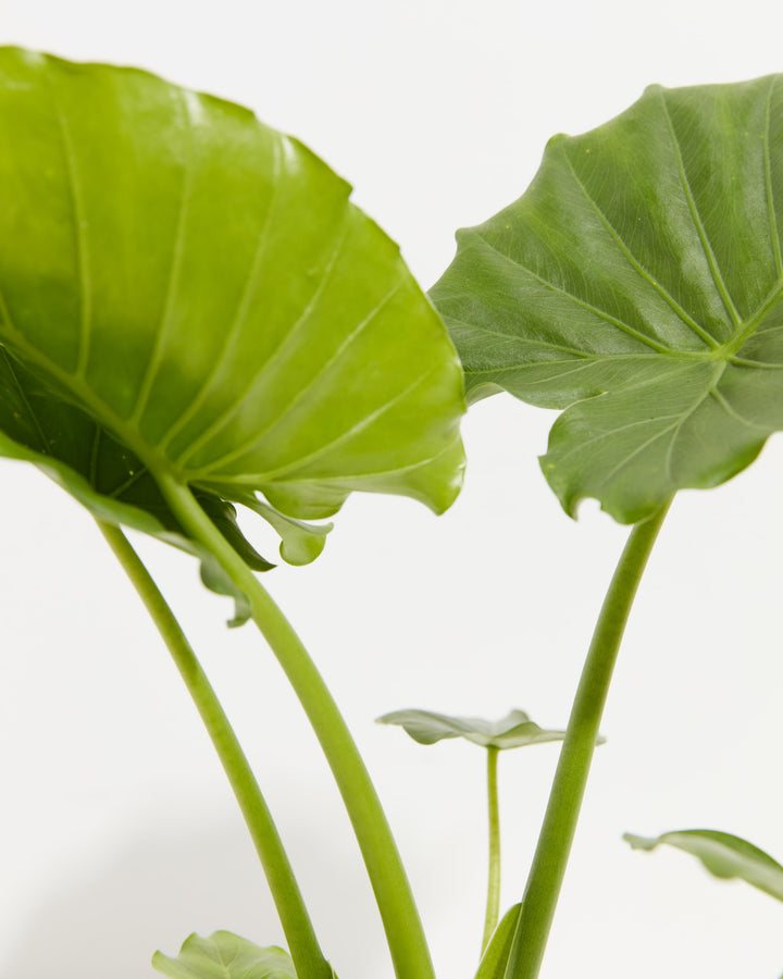 Alocasia Gagaena California, Lively Root, Plant, , , , Detail
