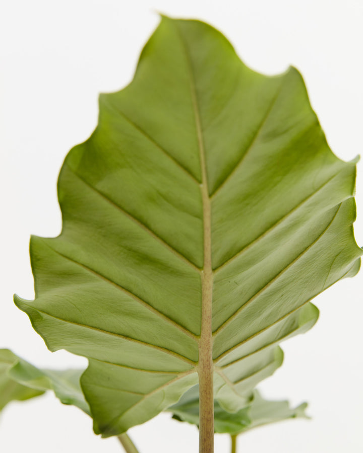 Alocasia Portora, Lively Root, Plant, , , , 