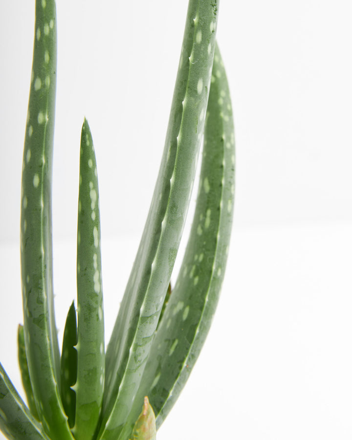 Aloe Vera Plant upward angled view of spotted grey-green spiky leaves with pointed tips – drought tolerant succulent for bright sunny indoor spaces