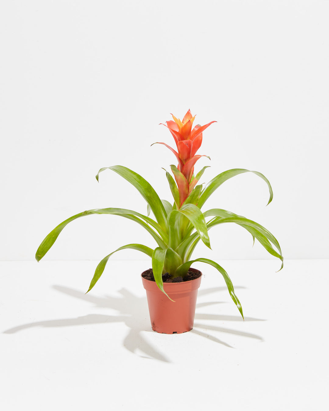 A full view of a small Bromeliad Guzmania plant featuring a vibrant orange flower spike emerging from a rosette of arching green leaves, presented in a terracotta-colored grower pot against a white background.