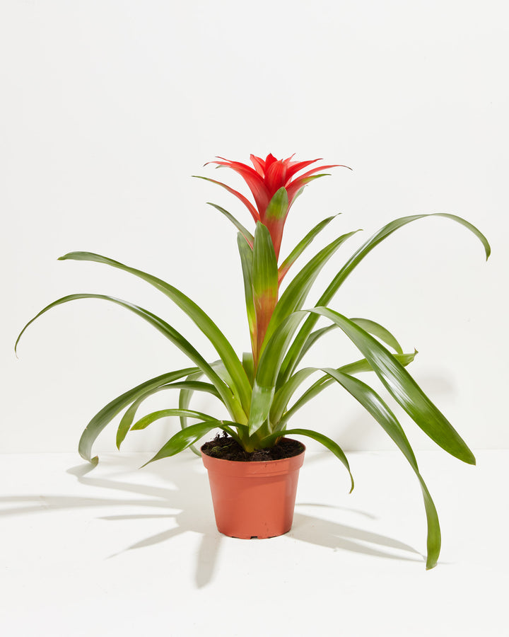 A full view of a Bromeliad Guzmania plant featuring a vibrant red flower spike emerging from a rosette of arching green leaves, presented in a terracotta-colored grower pot against a white background.