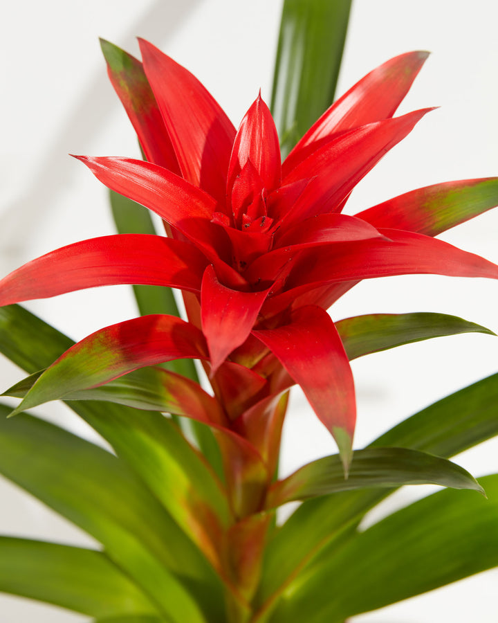 A close-up detail of a Bromeliad Guzmania plant, highlighting its star-shaped, vibrant red flower spike and smooth green leaves against a white background.