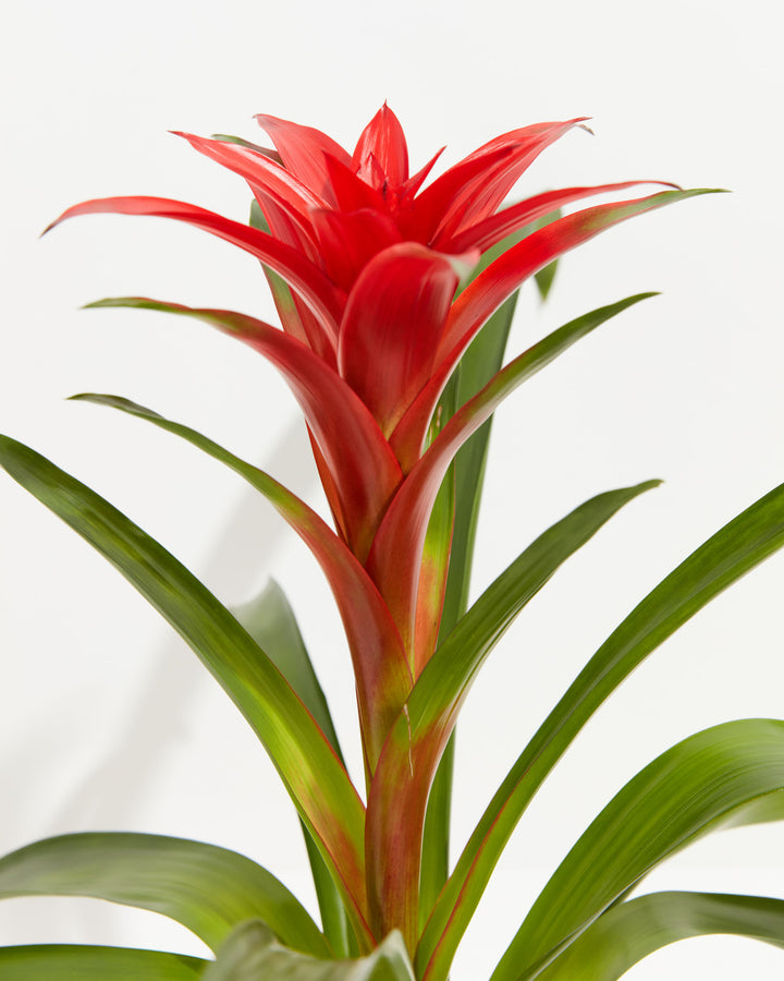 A close-up detail of a Bromeliad Guzmania plant, highlighting its tall, vibrant red flower spike emerging from a rosette of smooth, arching green leaves against a white background.