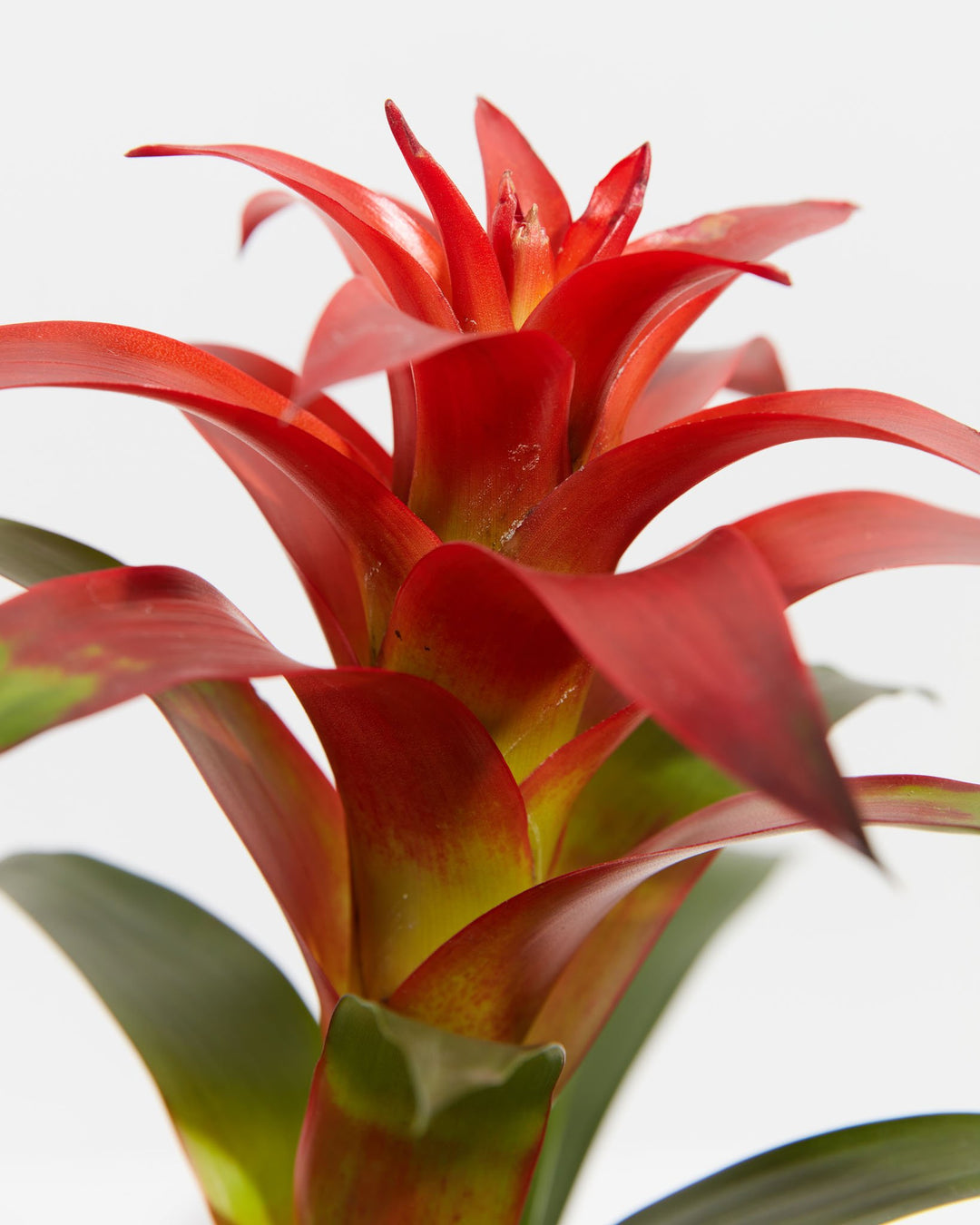 Close-up of a Guzmania Bromeliad's vivid red and yellow flower spike with curved bracts and dark green leaves on a white background
