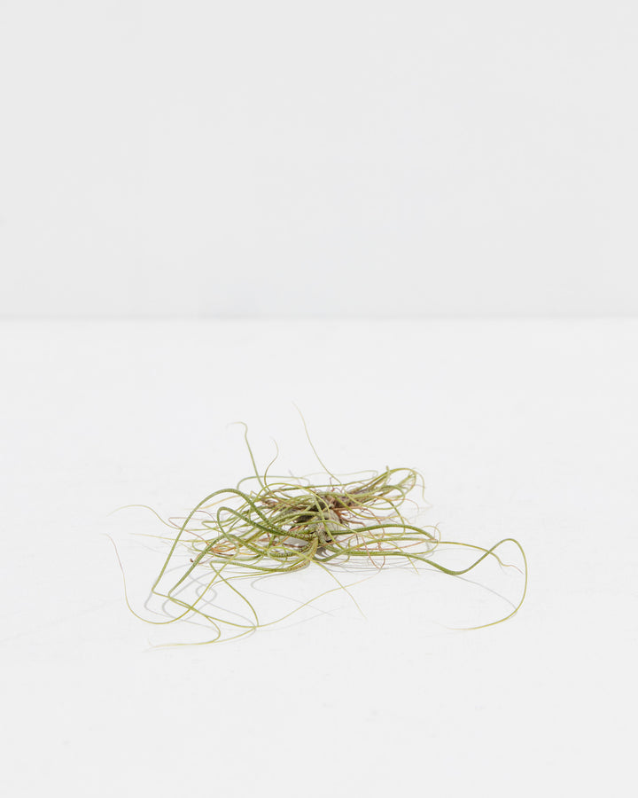 Butzii Air Plant, Lively Root, Plant, , , , 