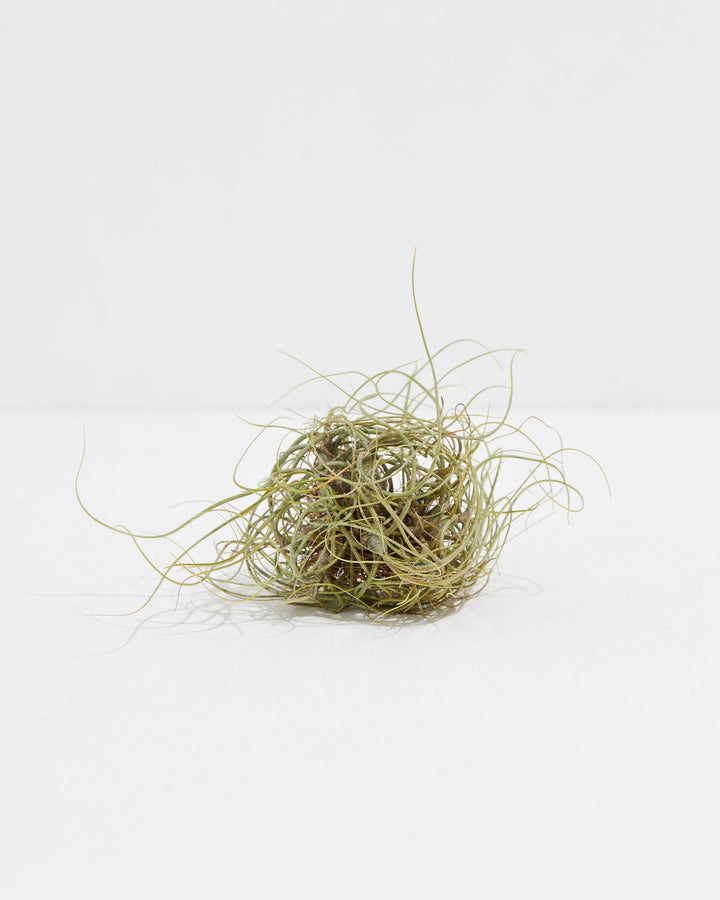 Butzii Clump Air Plant, Lively Root, Plant, Size, Small, , 