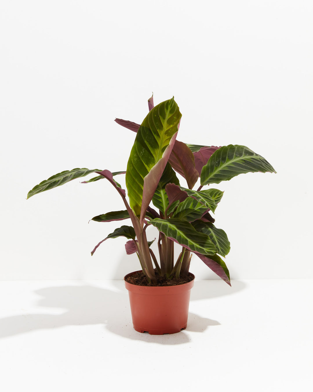 Calathea Warscewiczii "Jungle Velvet", Lively Root, Plant, Size, Medium, , 