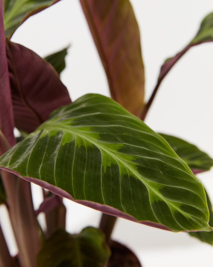 Calathea Warscewiczii "Jungle Velvet", Lively Root, Plant, , , , 