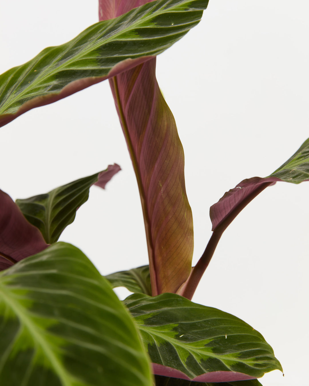 Calathea Warscewiczii "Jungle Velvet", Lively Root, Plant, , , , 