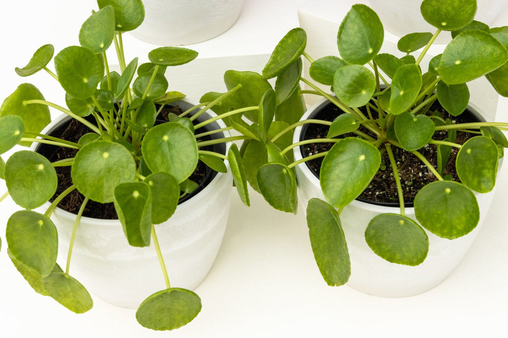 A close-up view of the Zen Pet Friendly Collection highlights the glossy, round leaves and delicate trailing stems of the Chinese money plant in white pots.